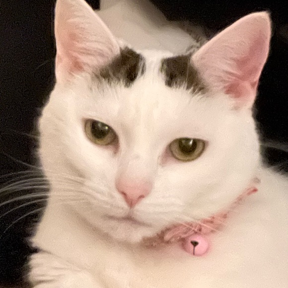kara_macchiato